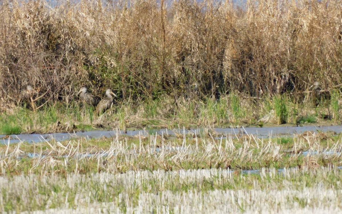 Carrao - ML646951164