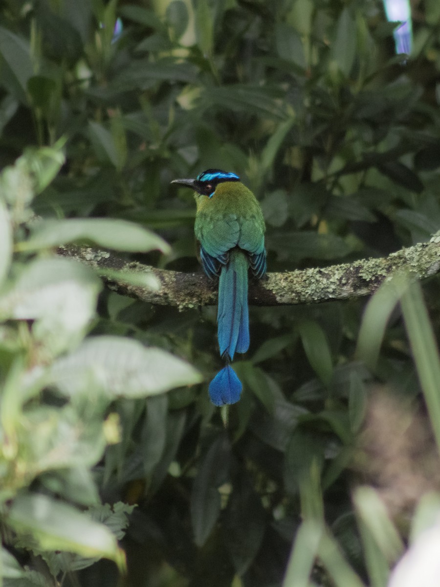 Andean Motmot - ML646951166