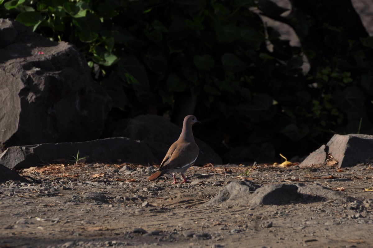 White-winged Dove - ML646951169