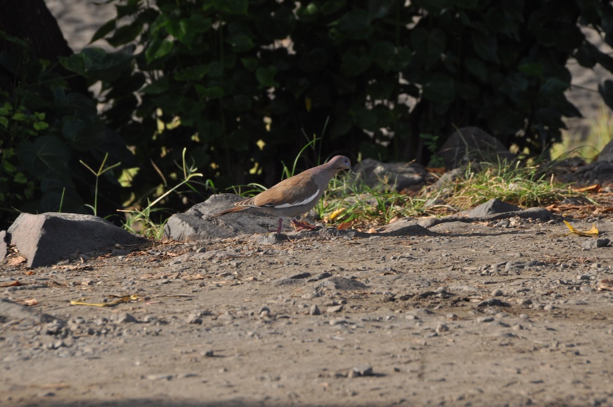White-winged Dove - ML646951170