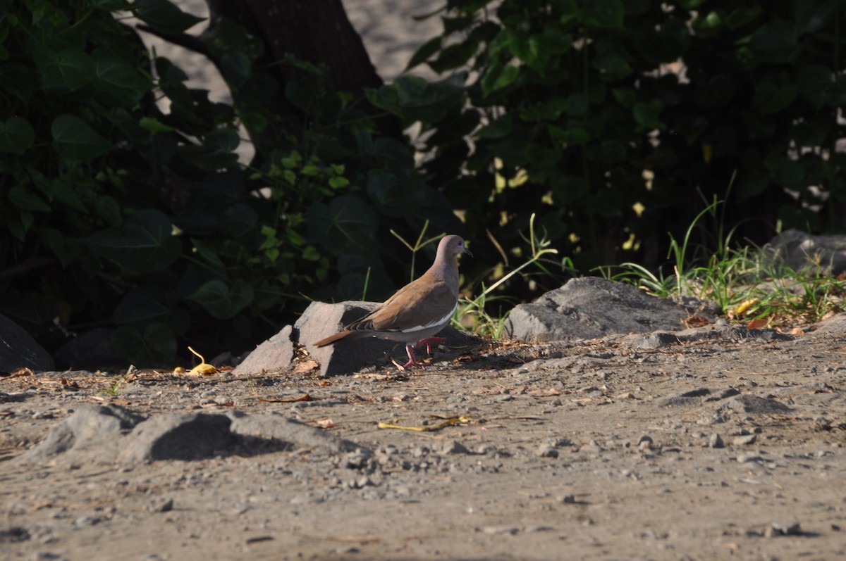 White-winged Dove - ML646951171