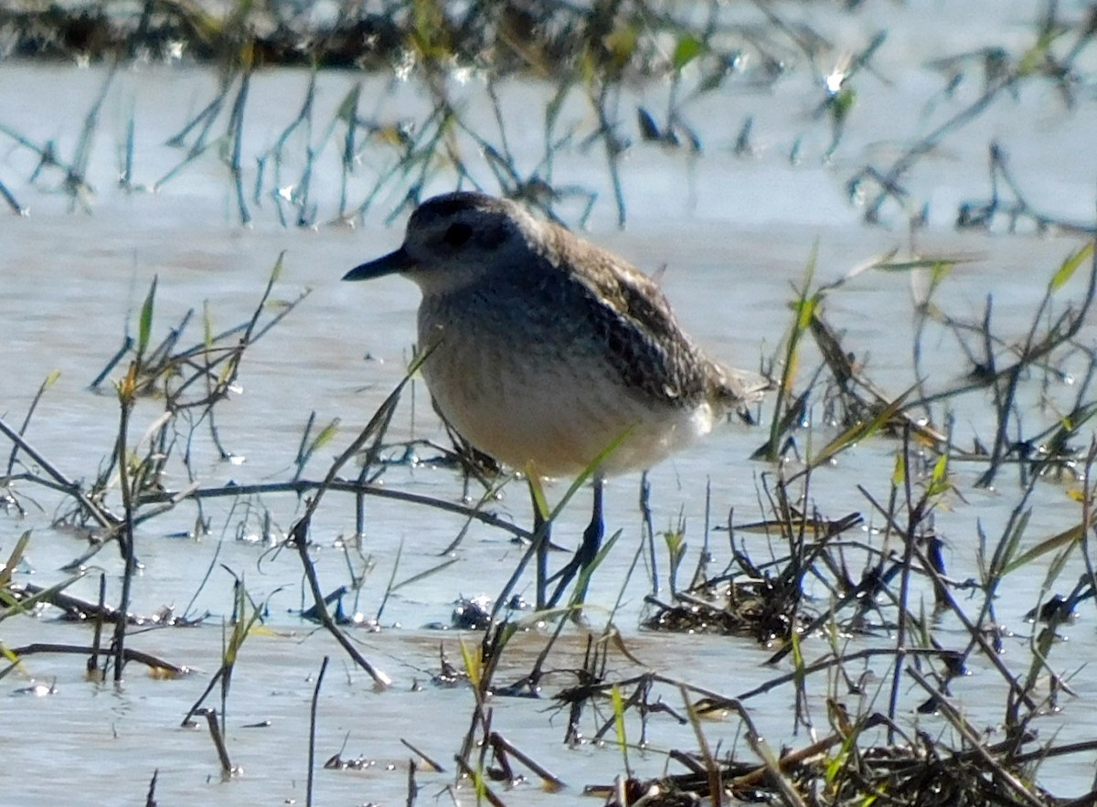 Chorlito Gris - ML646951172