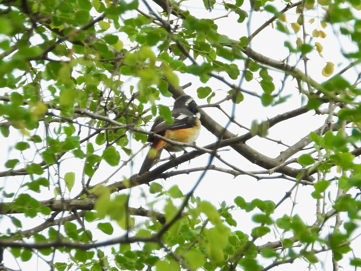 Золотокіс білогорлий - ML646951173