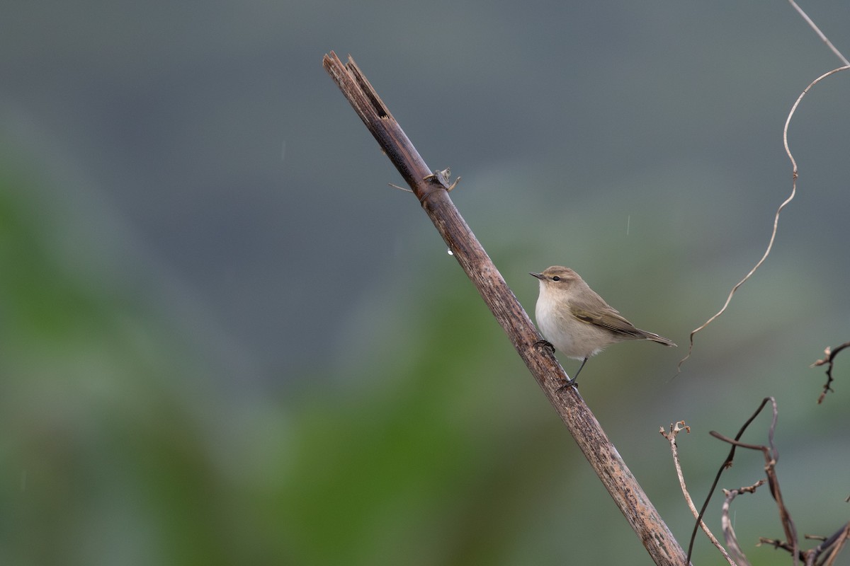 Пеночка-теньковка - ML646951174