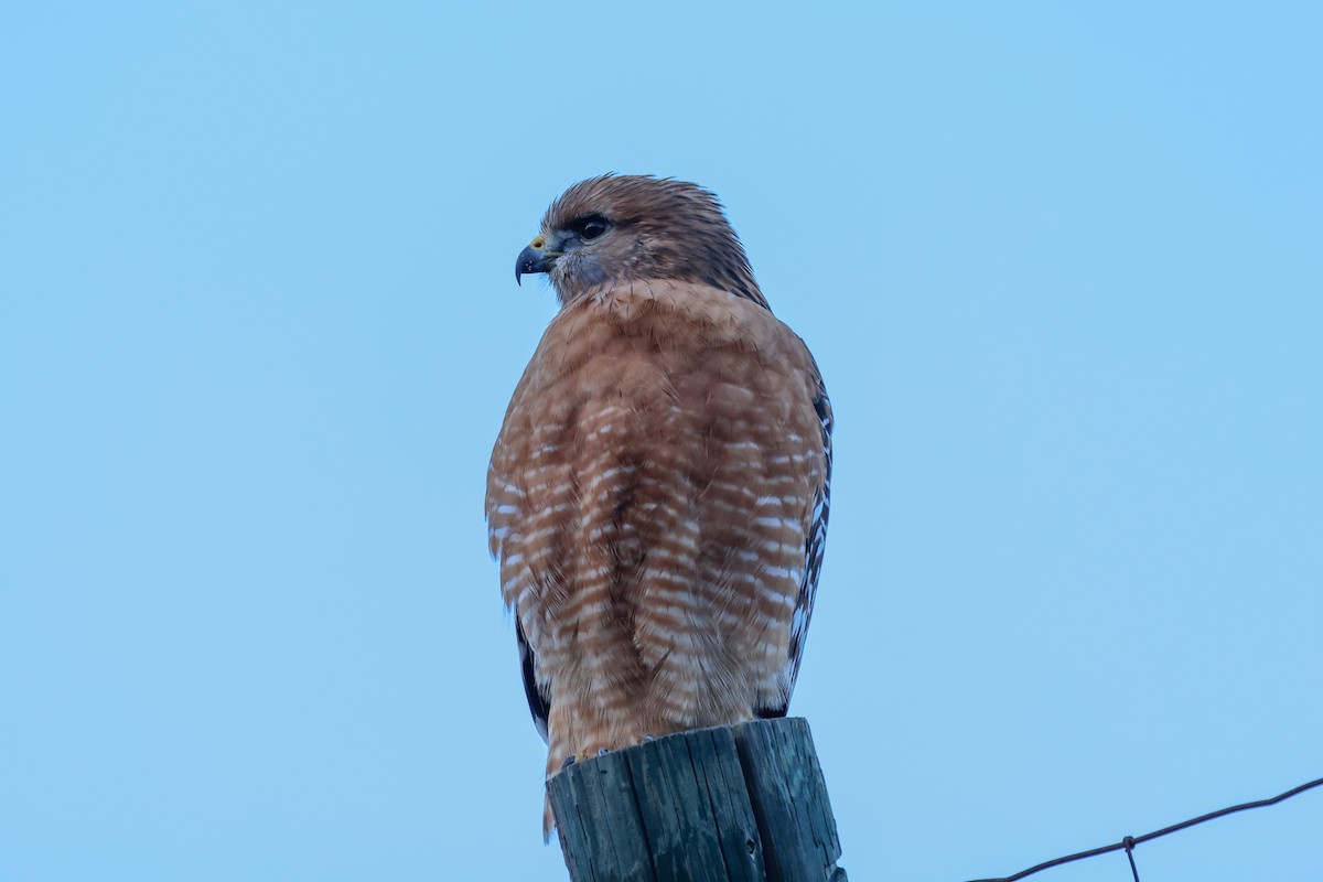 Busardo Pechirrojo - ML646951177