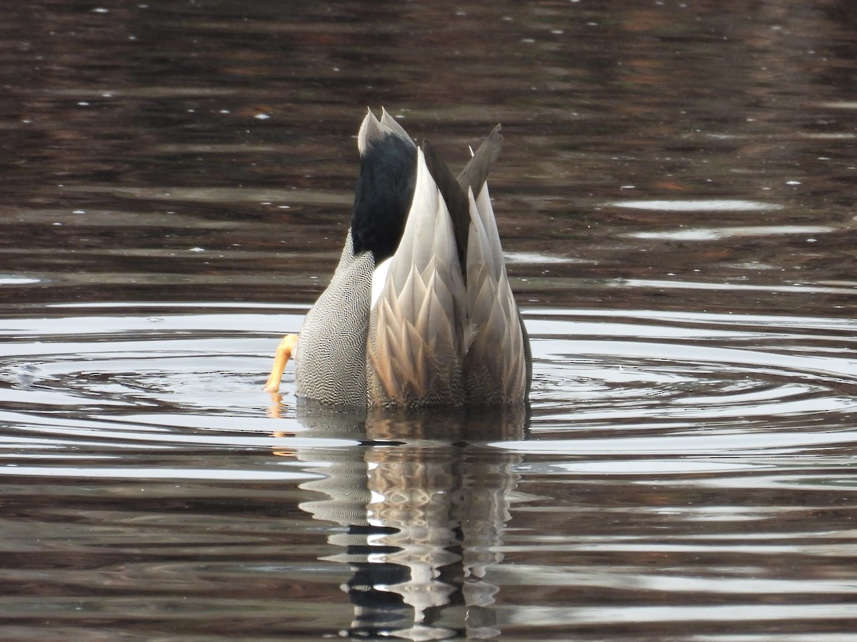 snadderand - ML646951188