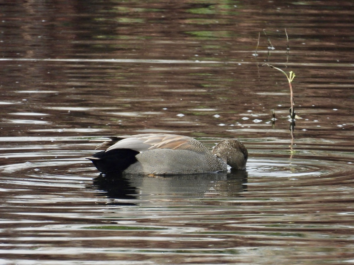 snadderand - ML646951189