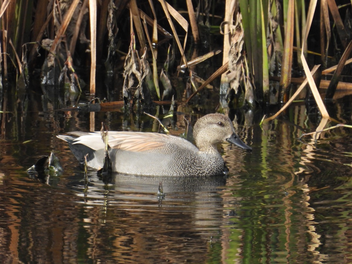 snadderand - ML646951190