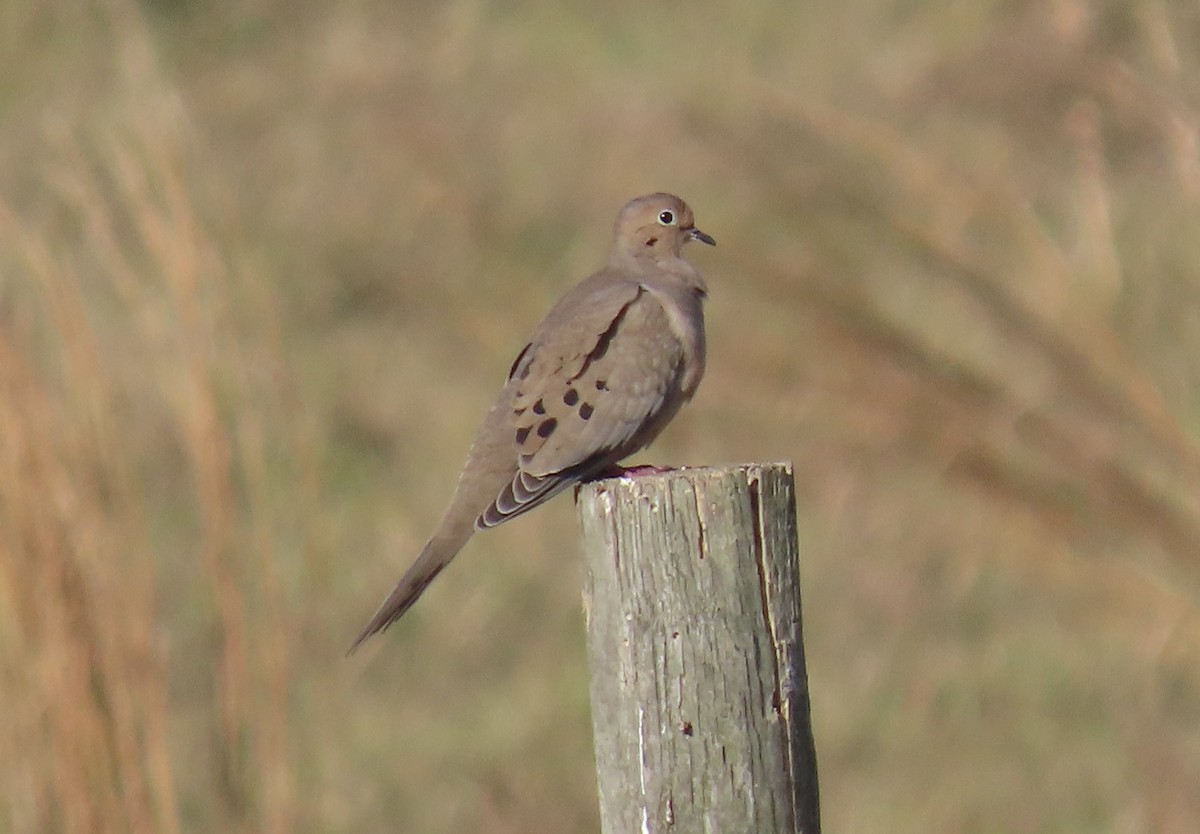 Zenaida Huilota - ML646951193