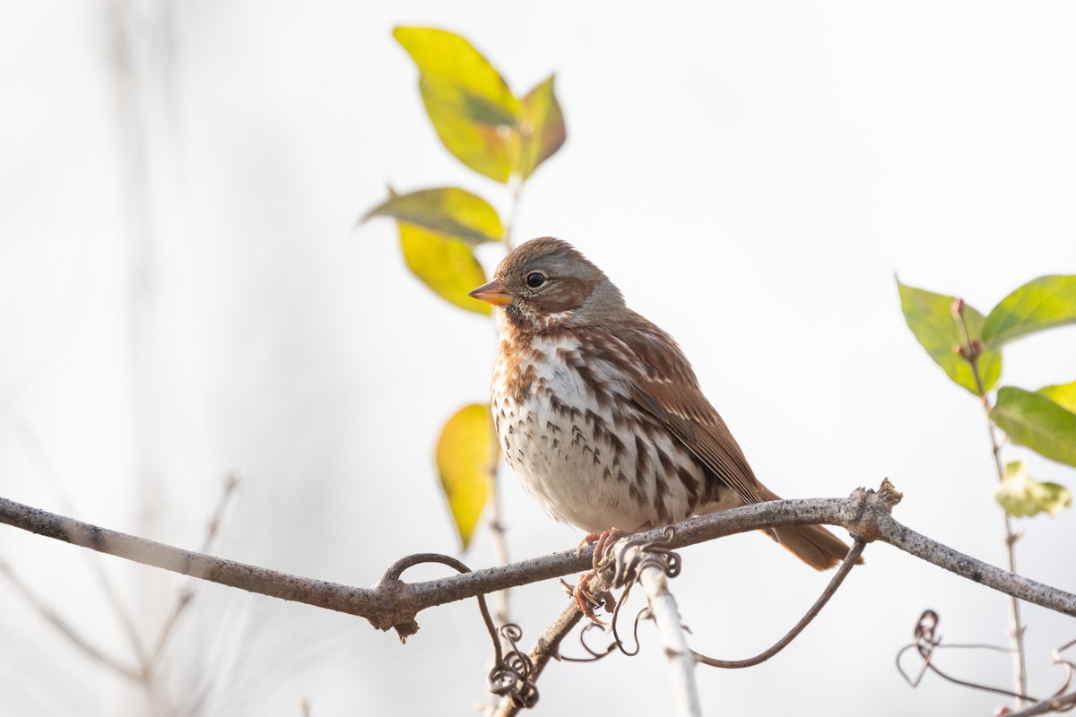 Fox Sparrow (Red) - ML646951194