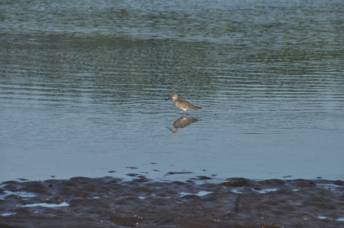Willet - ML646951198