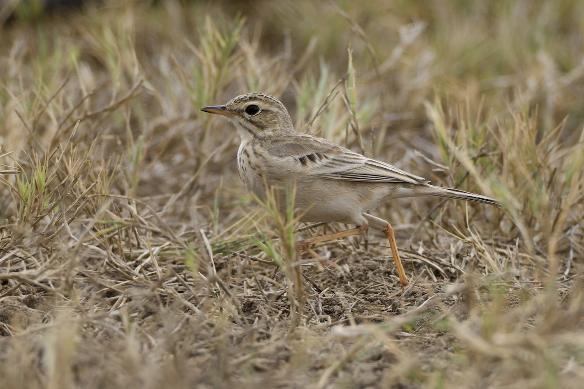 Paddyfield Pipit - ML646951204