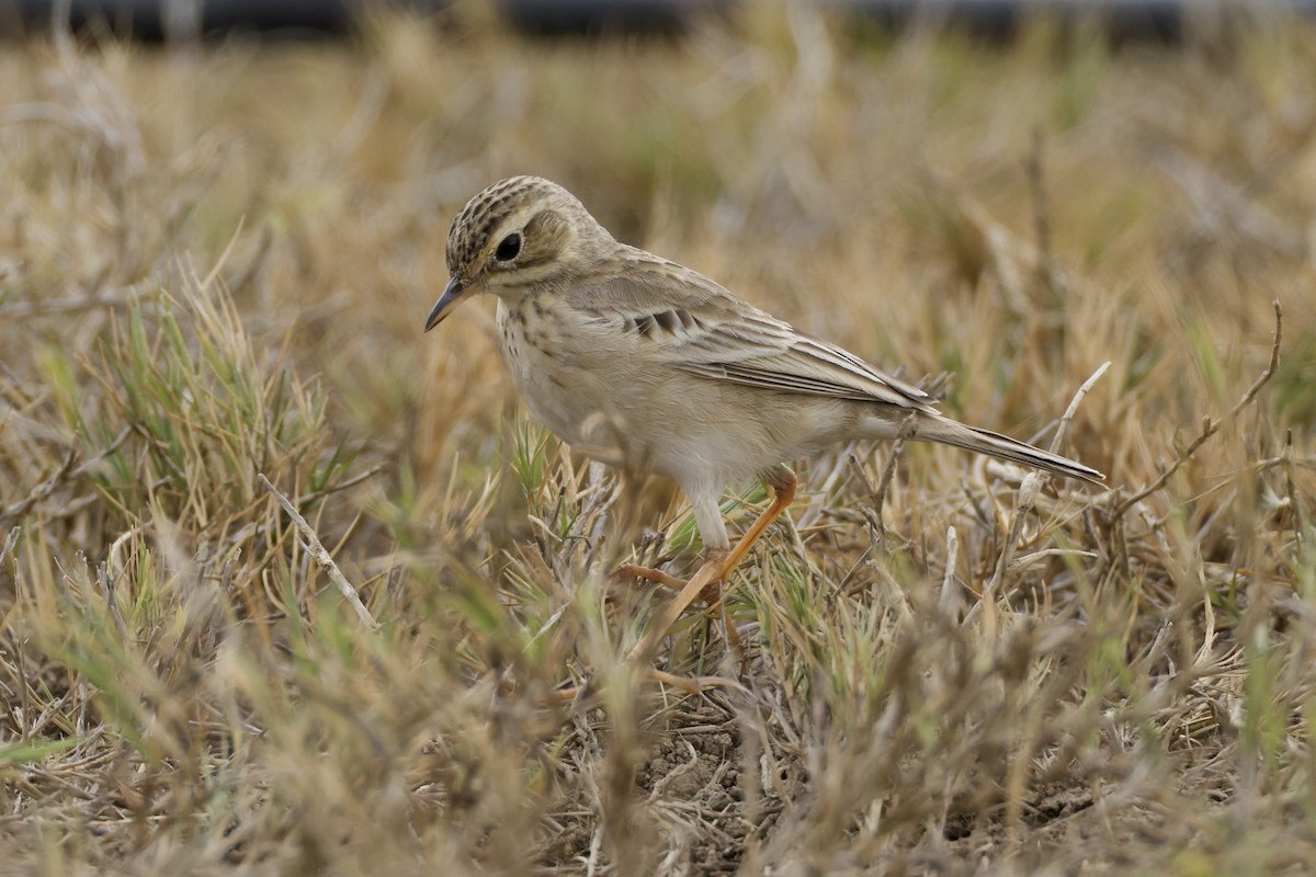 Paddyfield Pipit - ML646951205