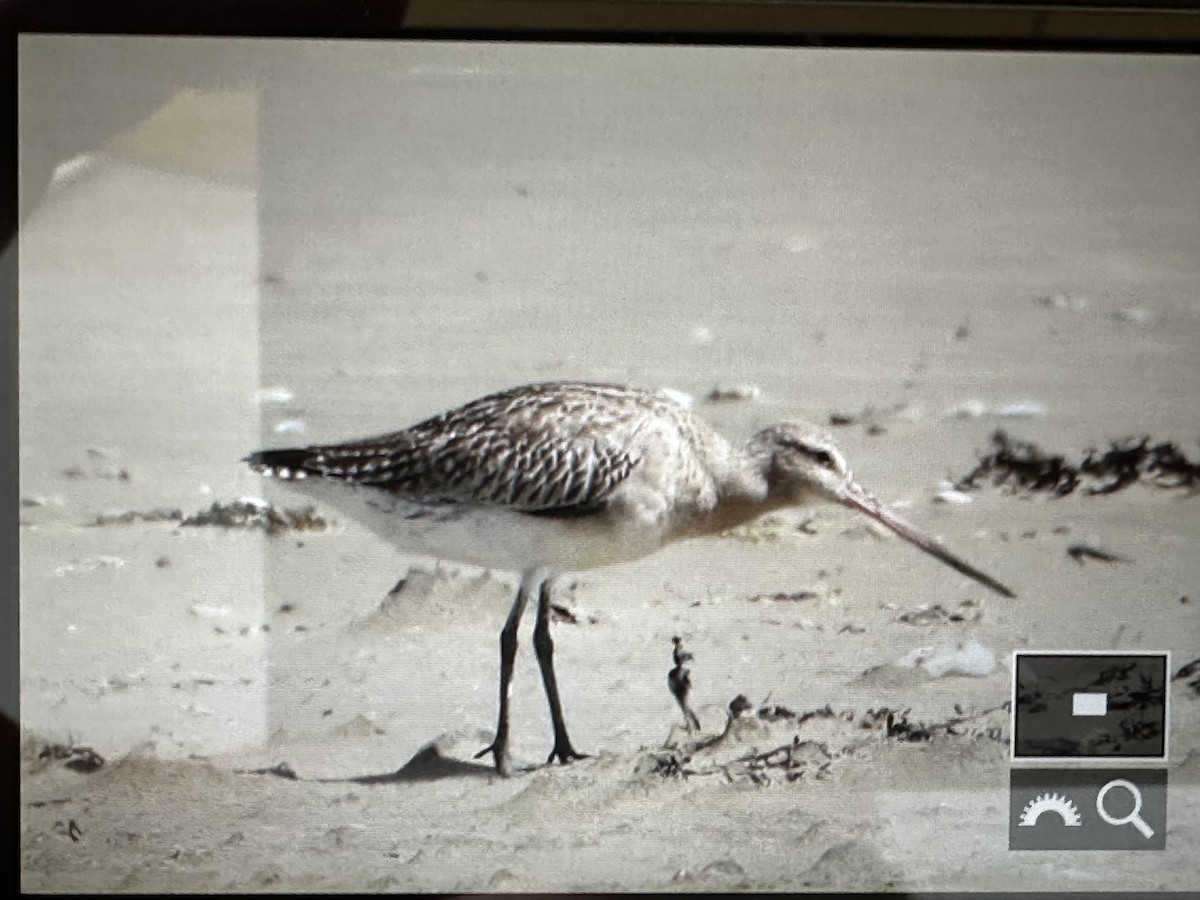 Bar-tailed Godwit - ML646951206