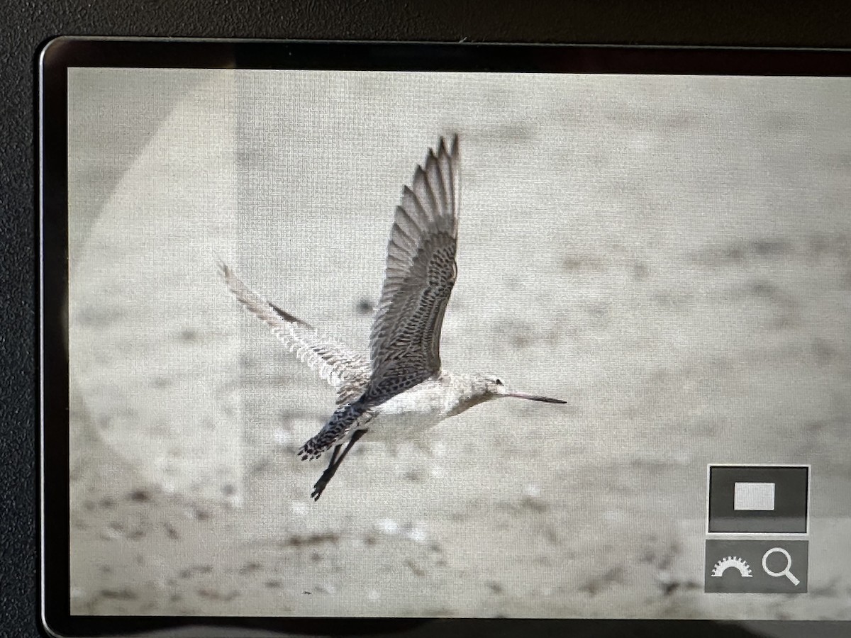 Bar-tailed Godwit - ML646951207