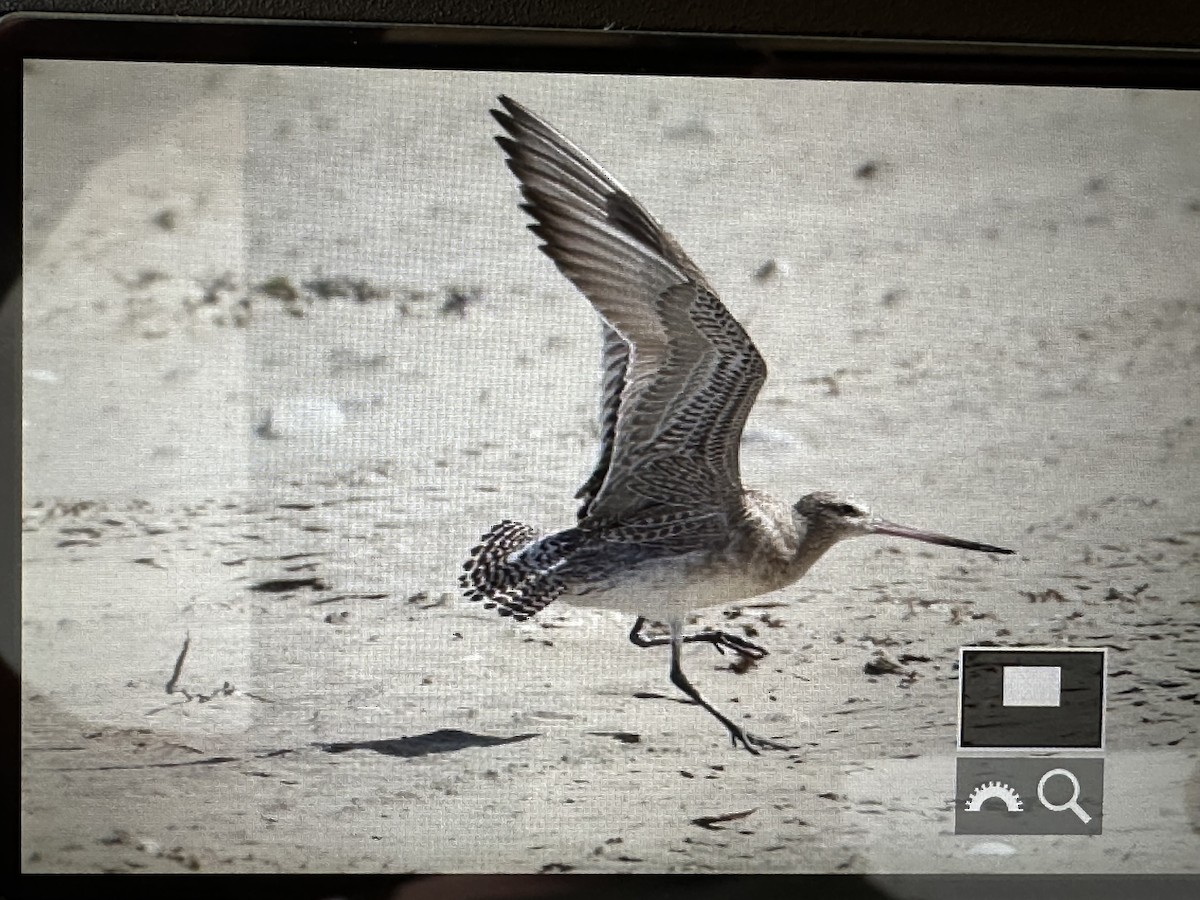 Bar-tailed Godwit - ML646951208