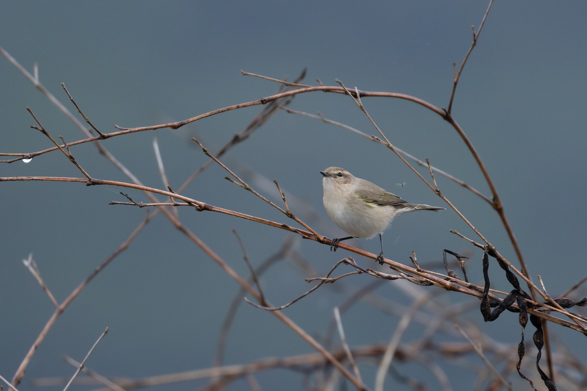 Пеночка-теньковка - ML646951209