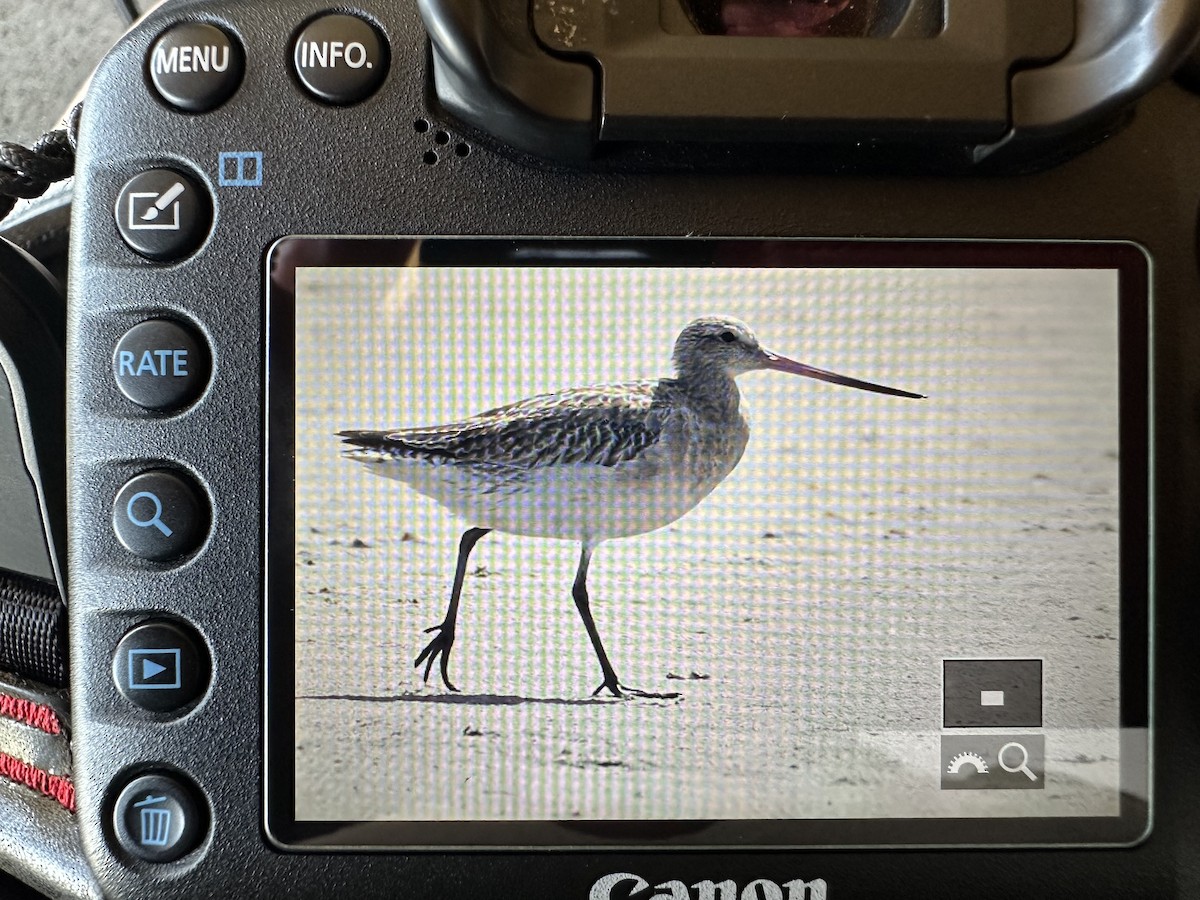 Bar-tailed Godwit - ML646951210