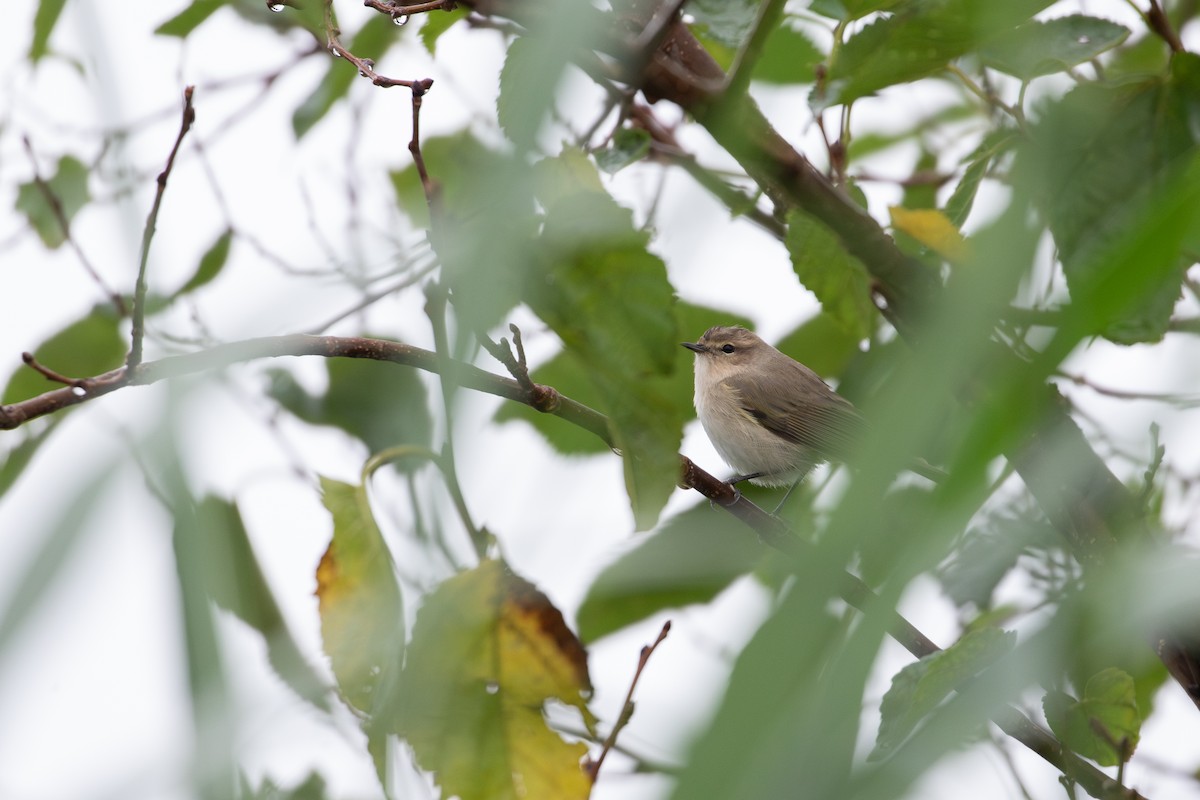 Пеночка-теньковка - ML646951211