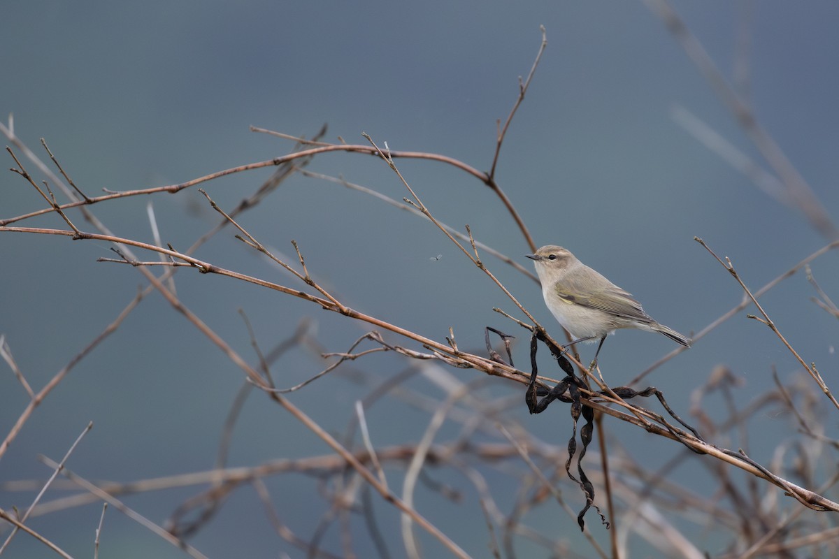 Пеночка-теньковка - ML646951212