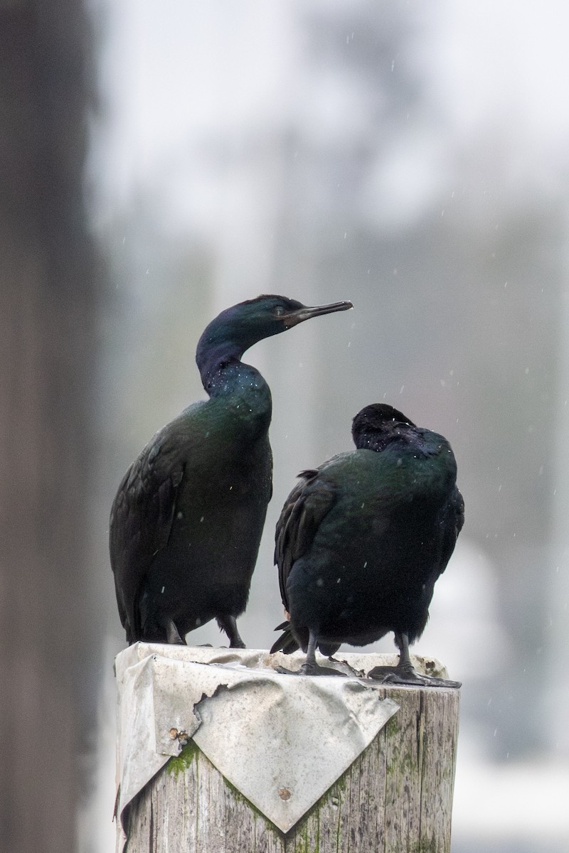 Pelagic Cormorant - ML646951215