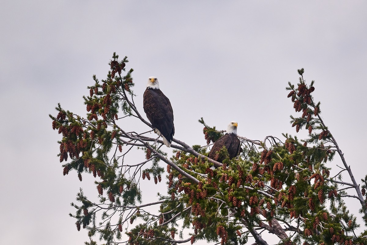 Bald Eagle - ML646951216
