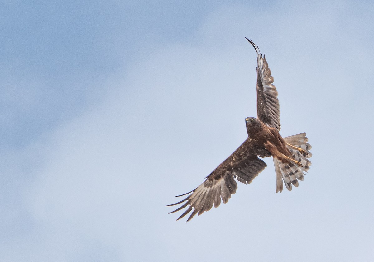 Swamp Harrier - ML646951217
