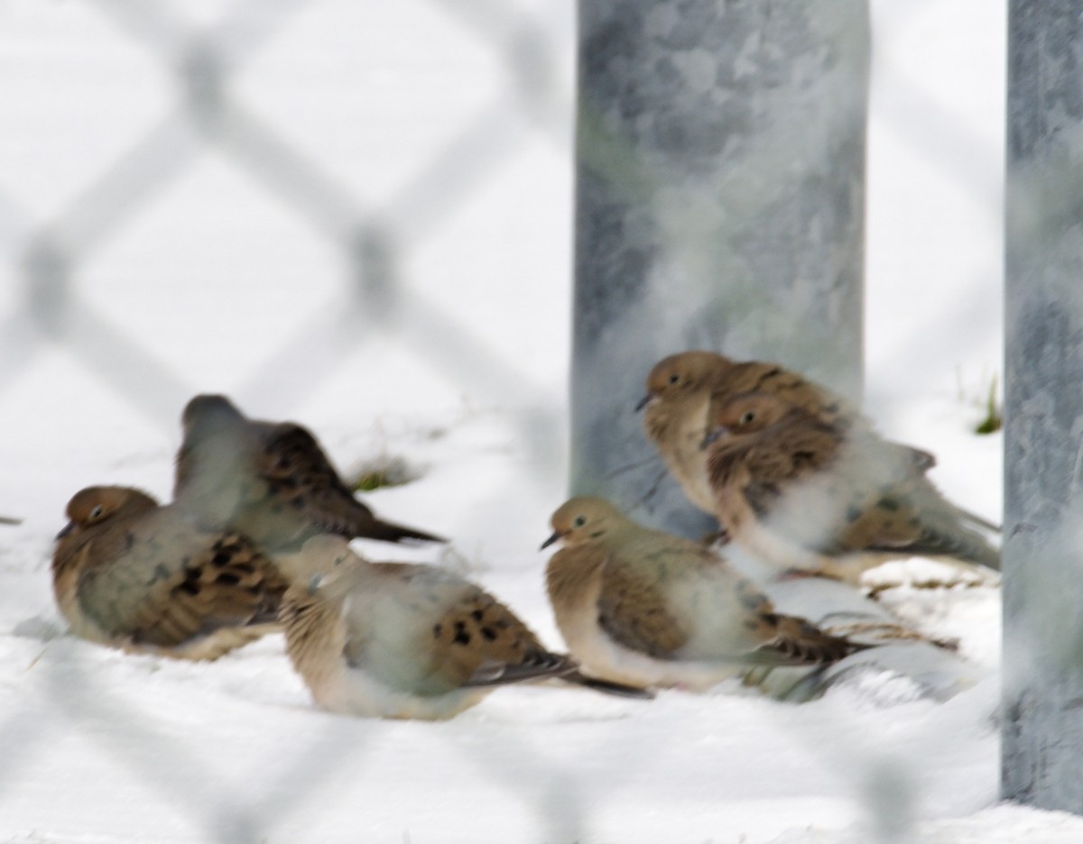 Zenaida Huilota - ML646951220