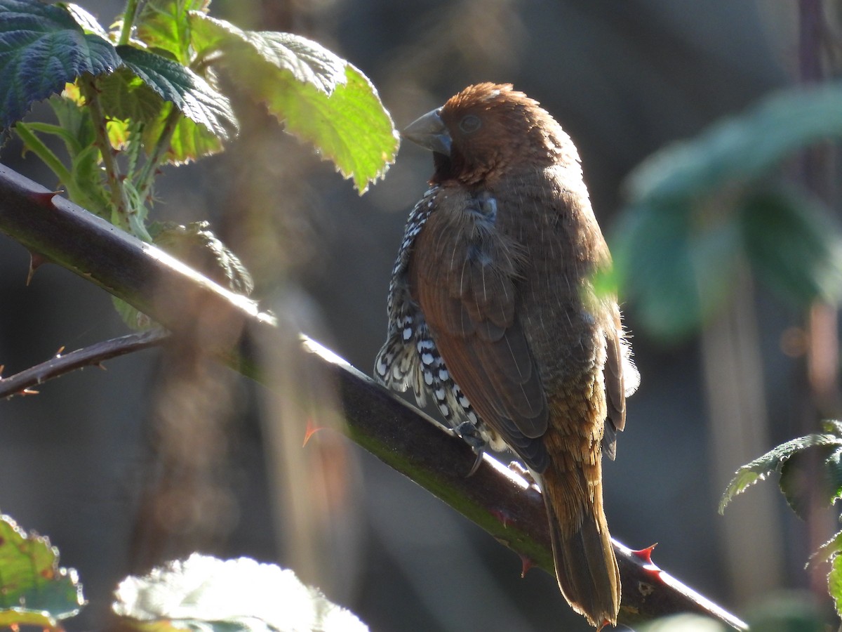 Scaly-breasted Munia (Checkered) - ML646951221