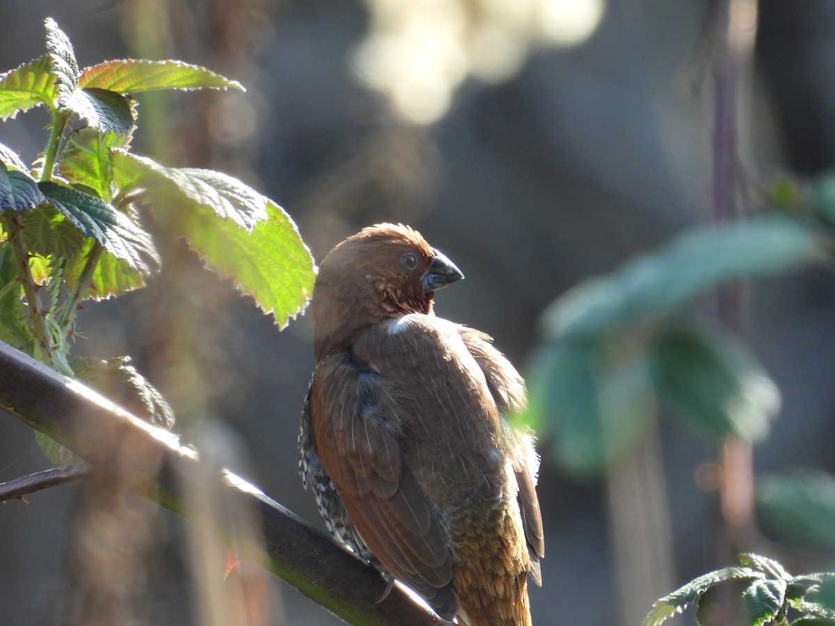 Scaly-breasted Munia (Checkered) - ML646951222