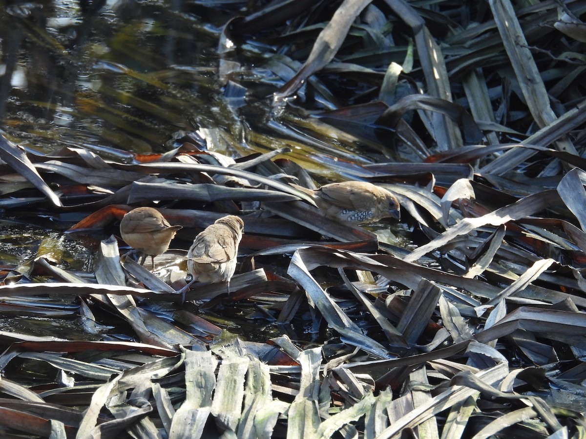Scaly-breasted Munia (Checkered) - ML646951223