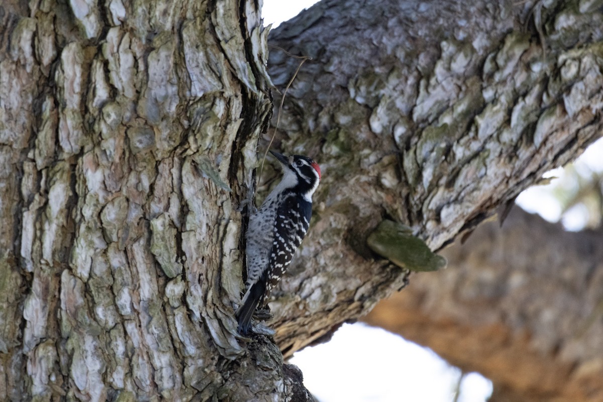 Nuttall's Woodpecker - ML646951224