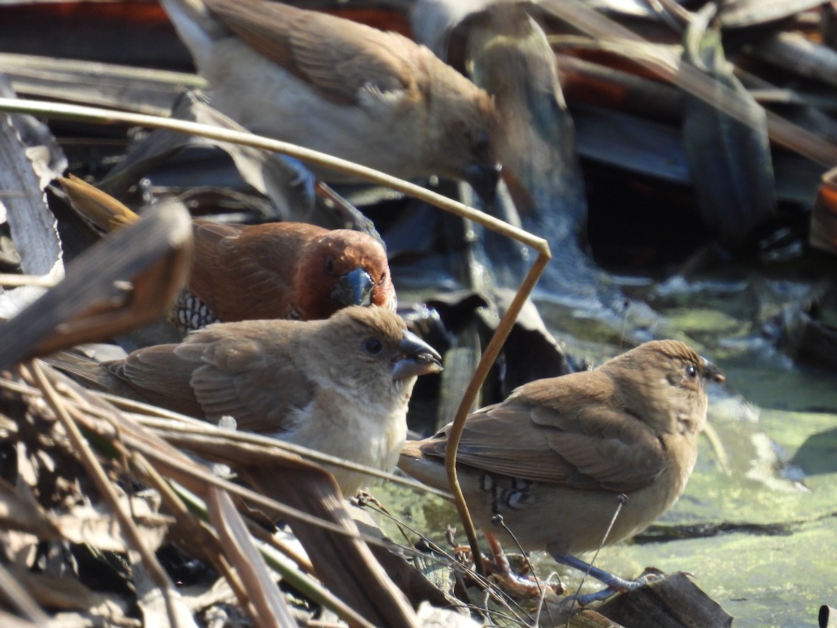 Scaly-breasted Munia (Checkered) - ML646951225