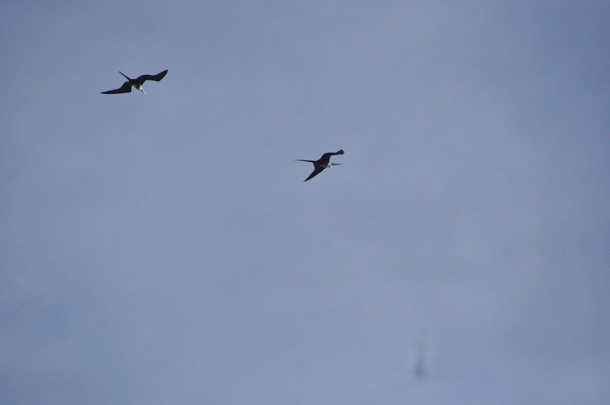 Magnificent Frigatebird - ML646951226