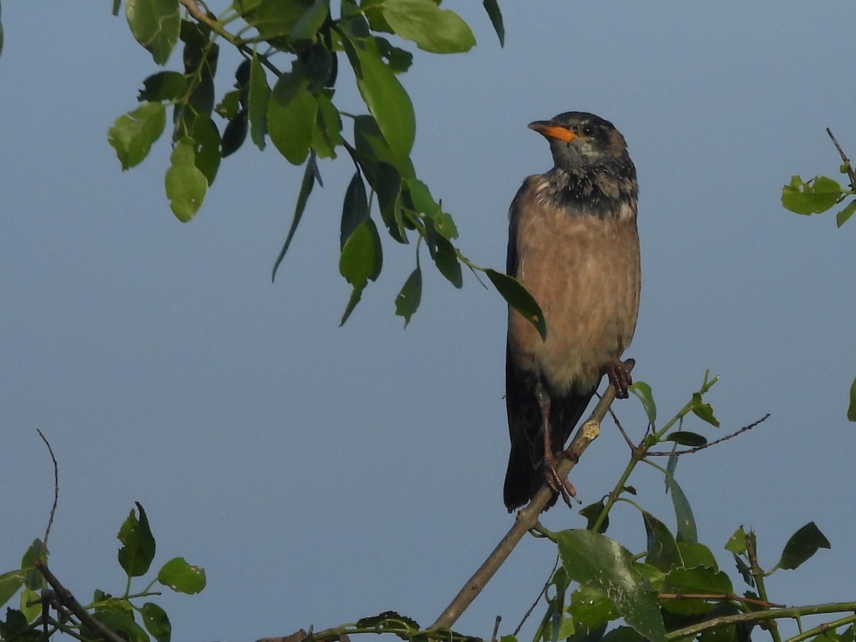 Rosy Starling - ML646951229