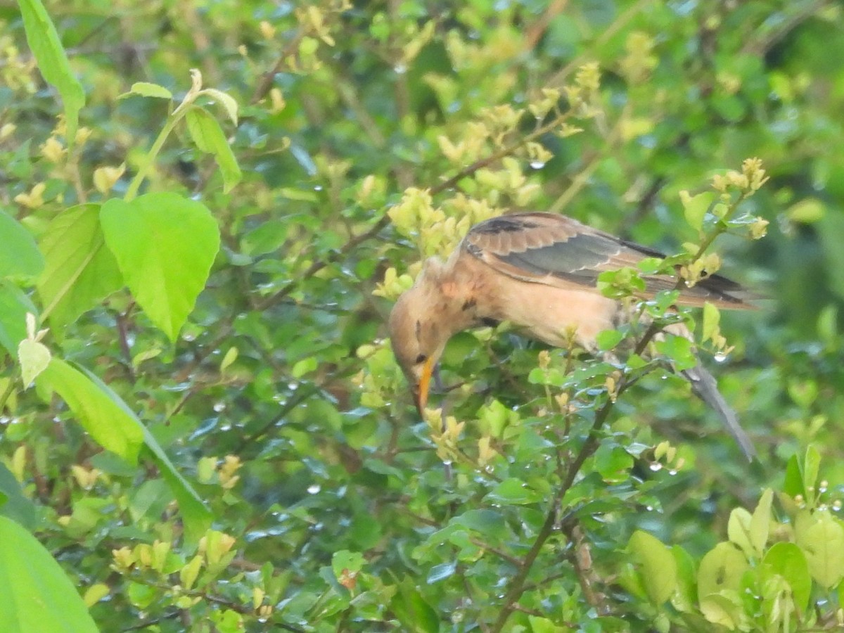 Rosy Starling - ML646951230