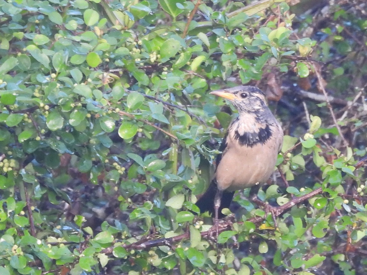 Rosy Starling - ML646951231