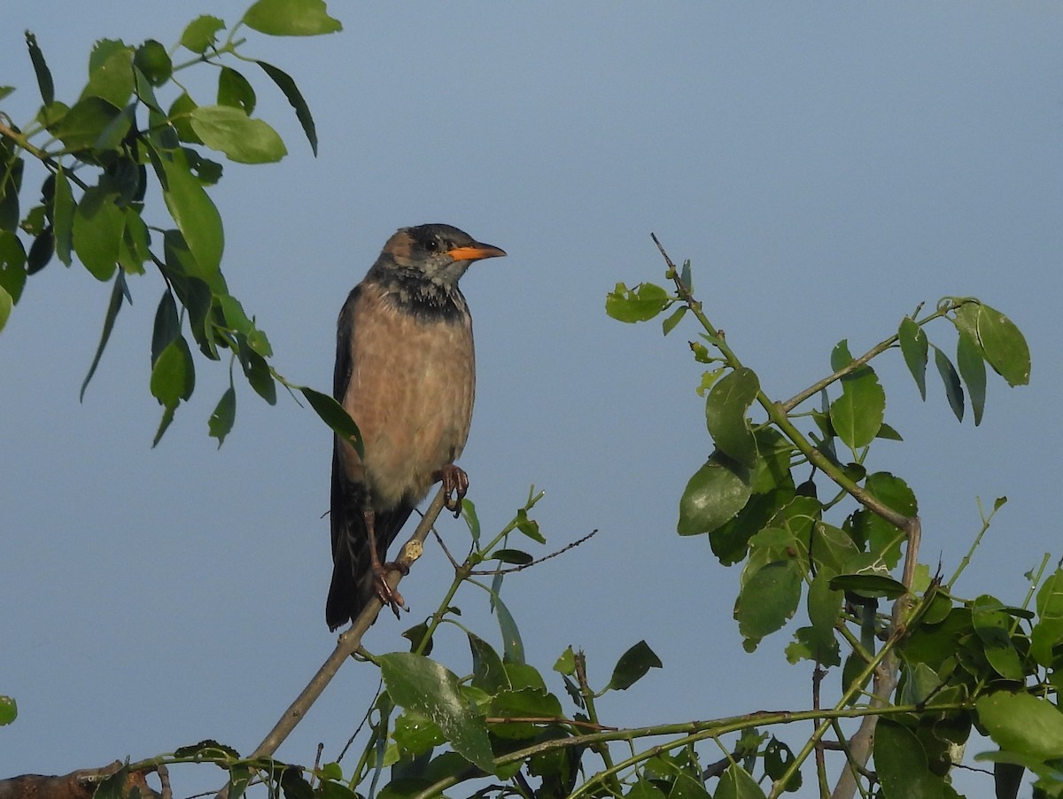 Rosy Starling - ML646951232