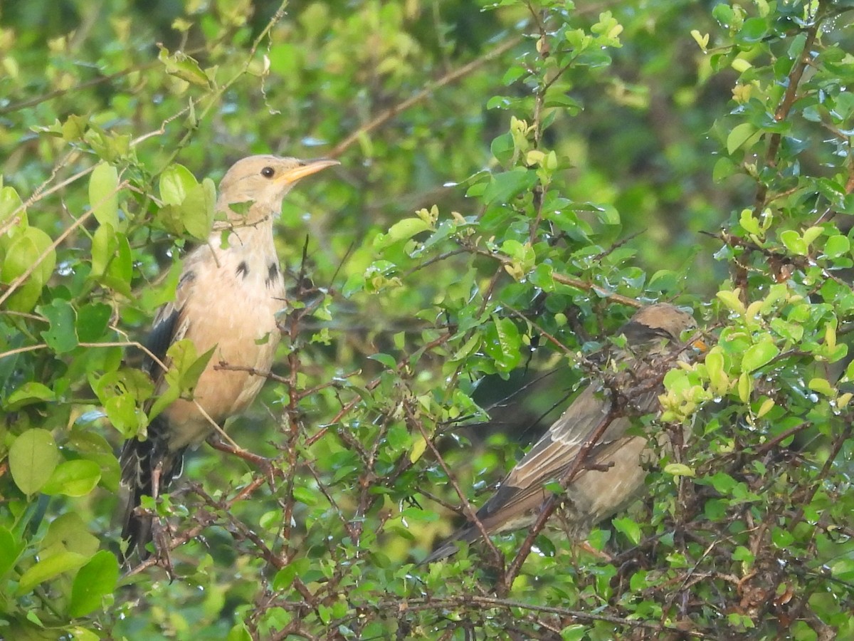 Rosy Starling - ML646951233