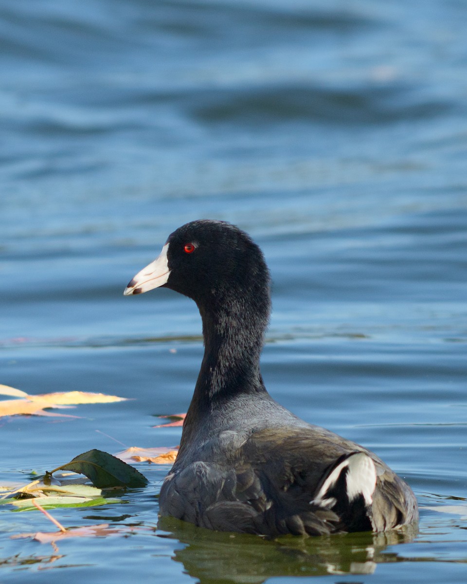 American Coot - ML646951236