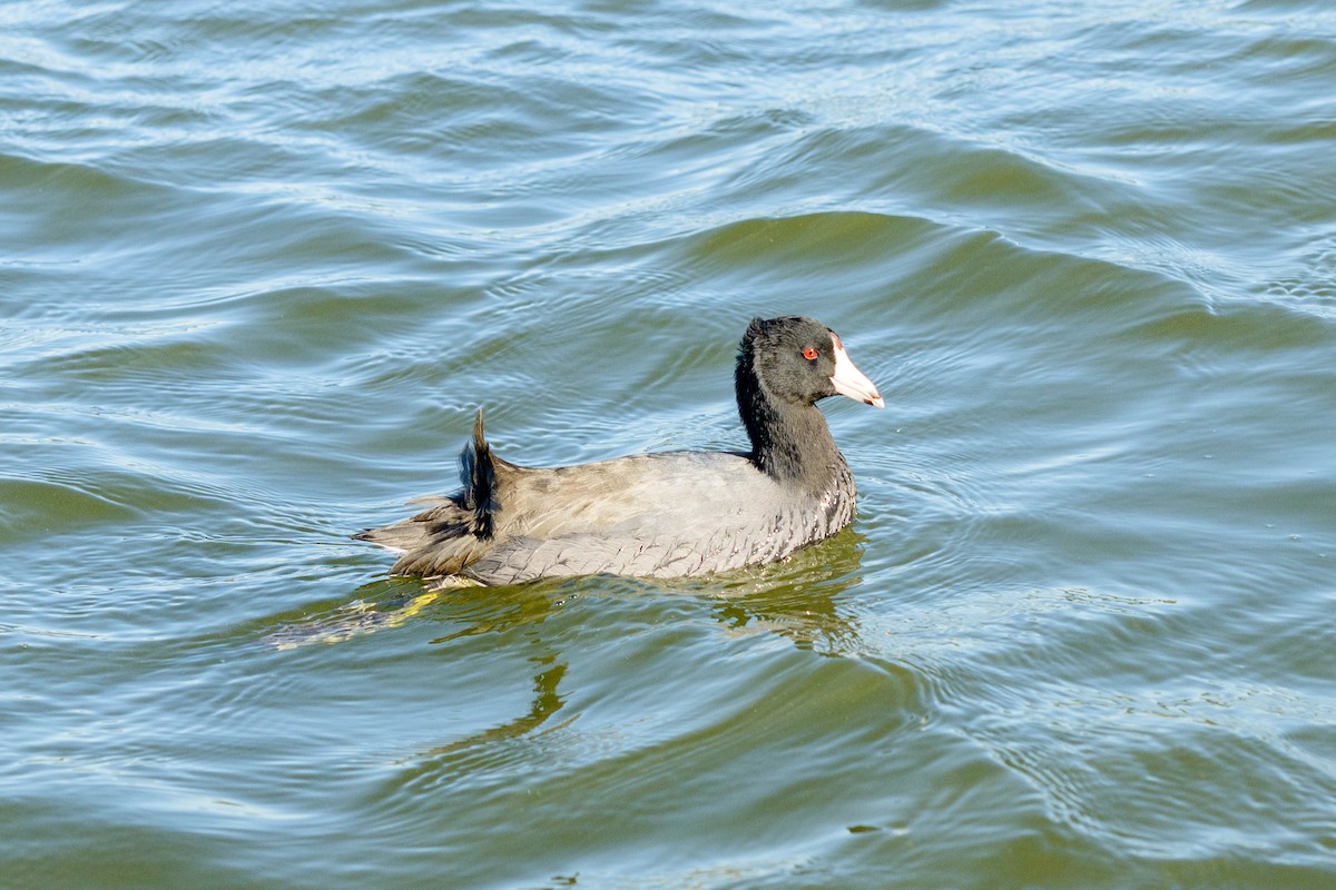 American Coot - ML646951237