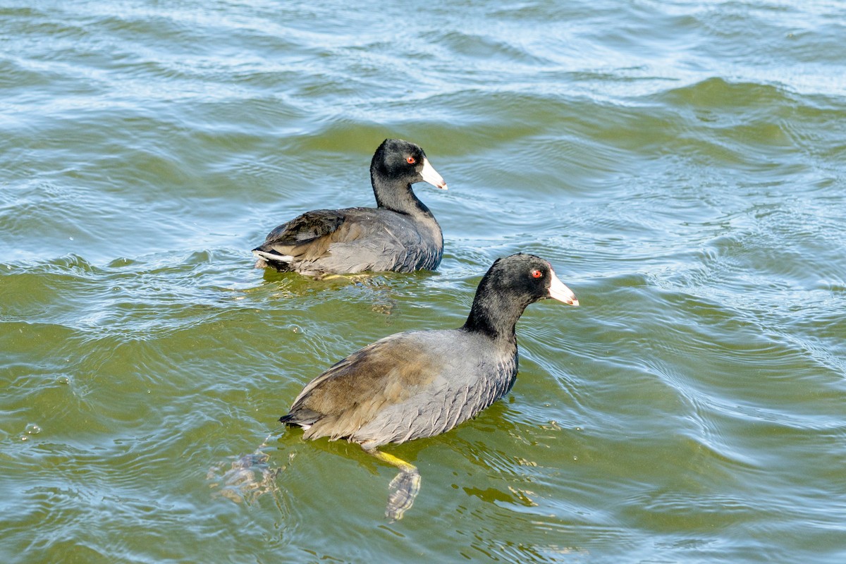 American Coot - ML646951241