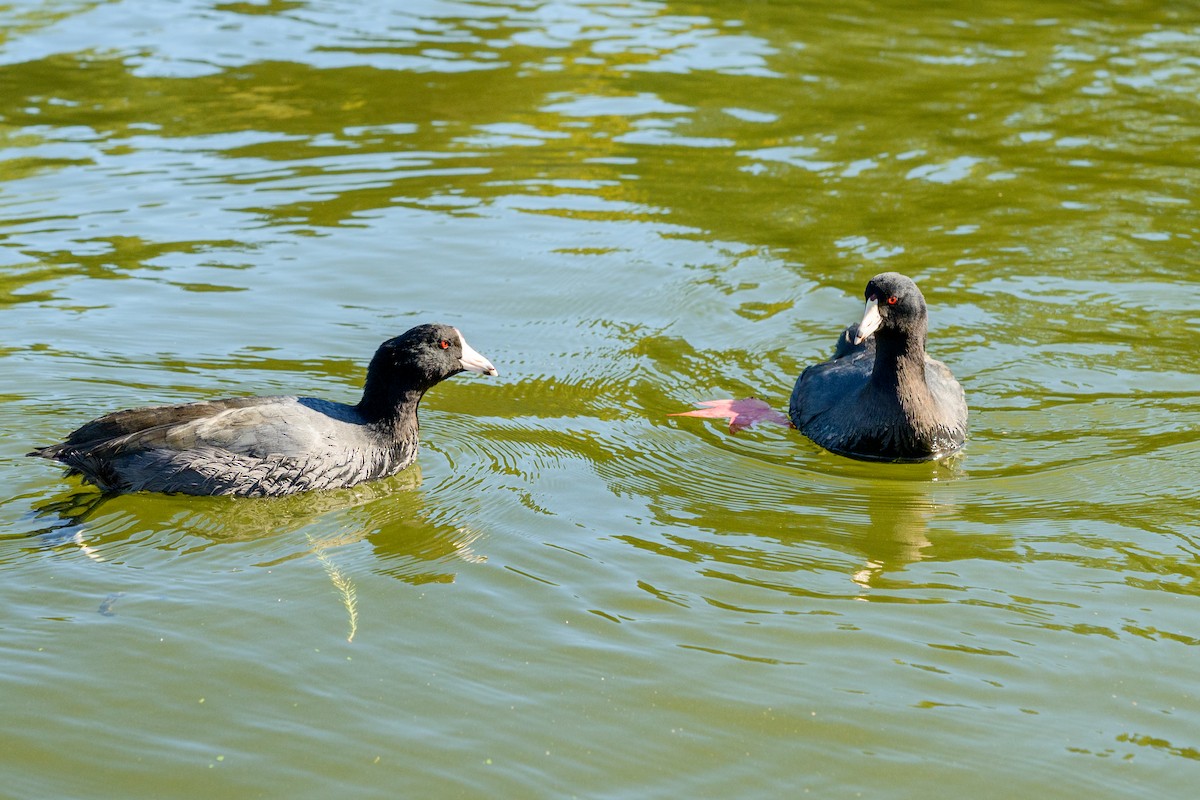 American Coot - ML646951242