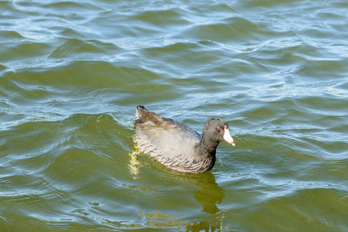 American Coot - ML646951243