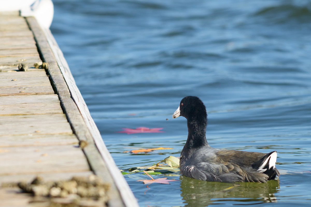 American Coot - ML646951245