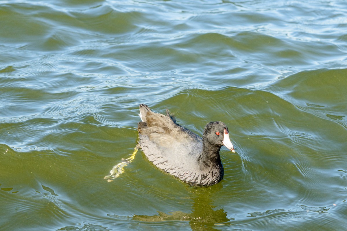 American Coot - ML646951246