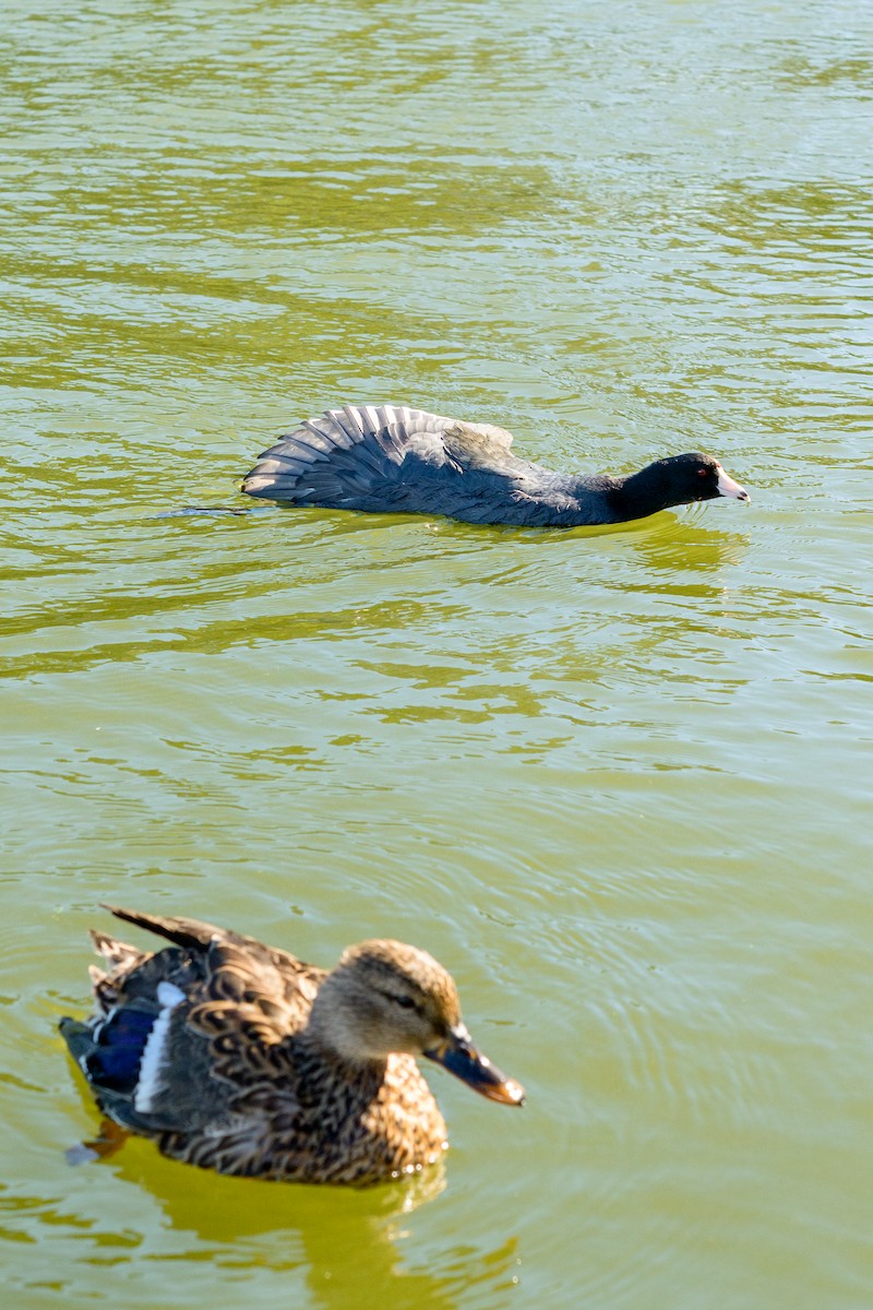 American Coot - ML646951247