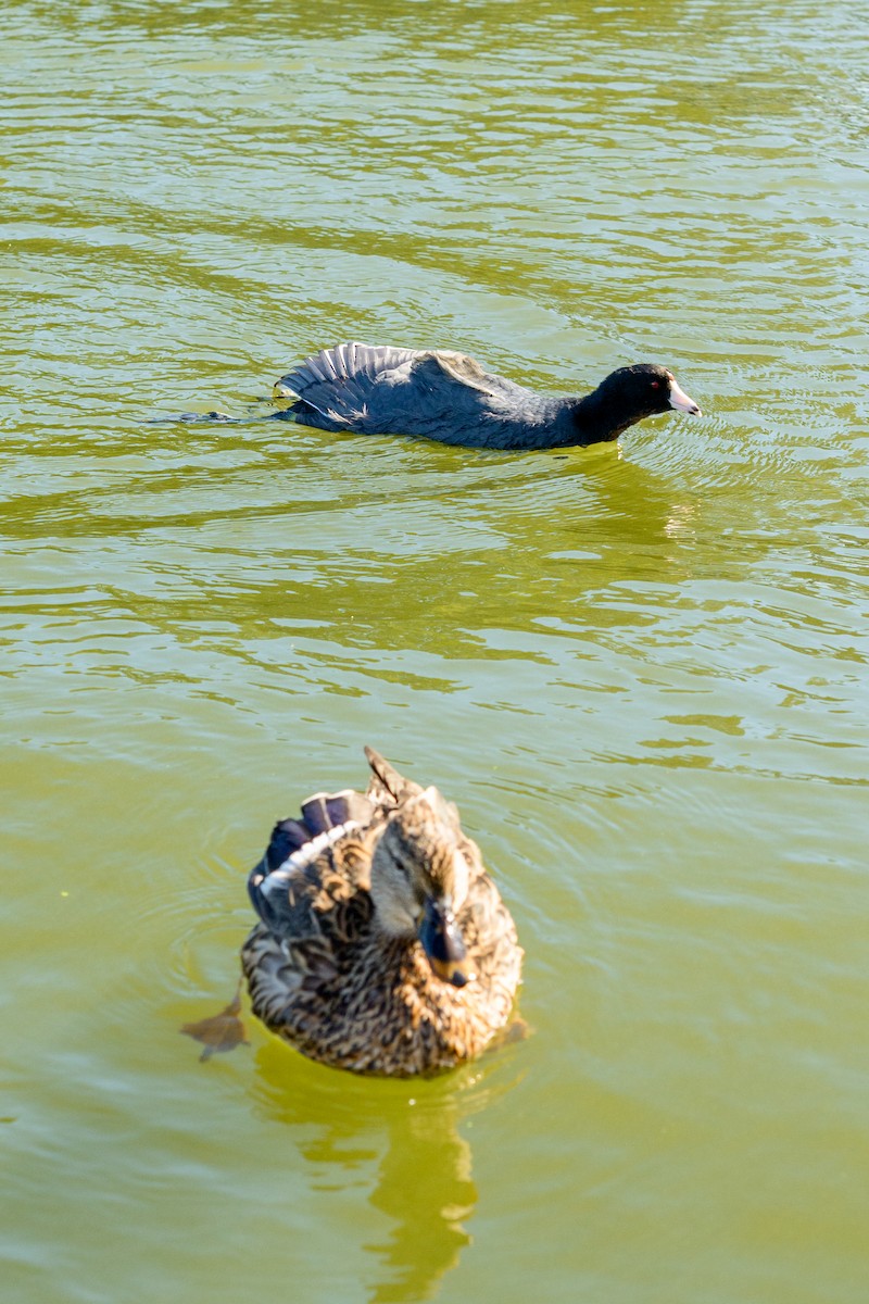 American Coot - ML646951248