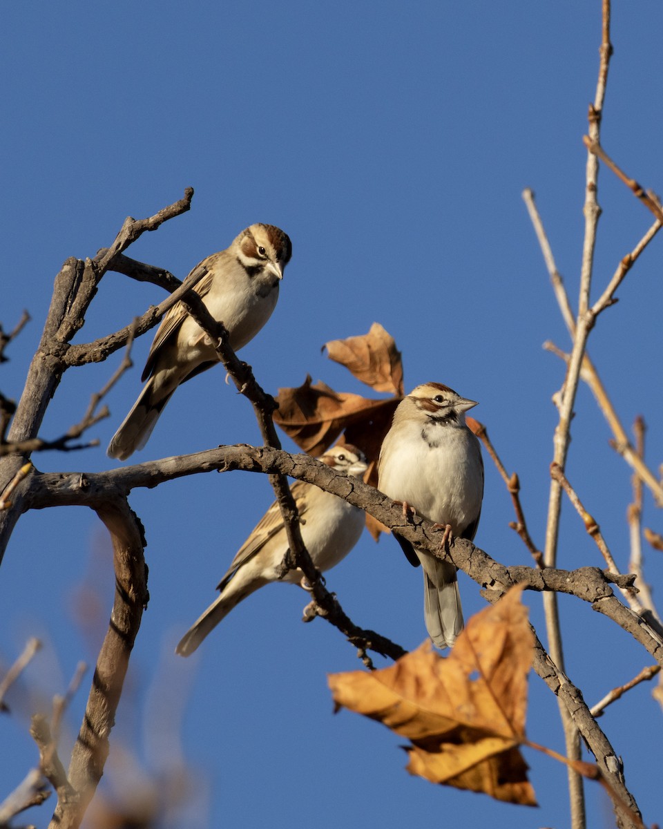 Lark Sparrow - ML646951250