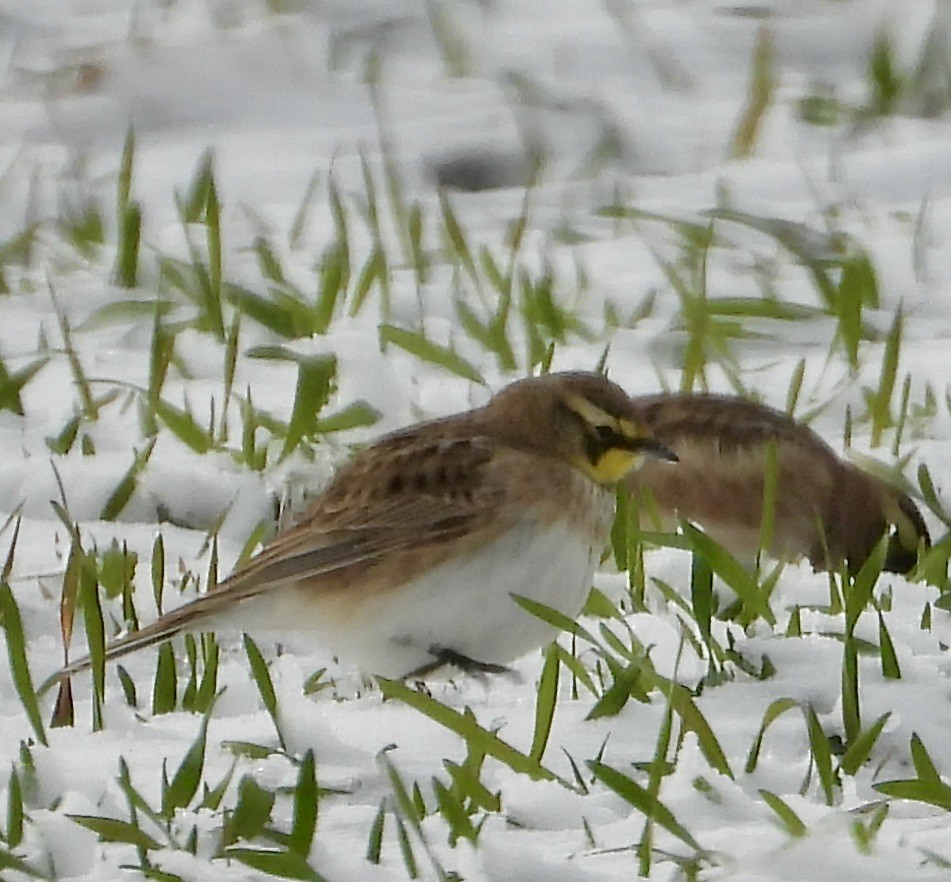Horned Lark - ML646951251
